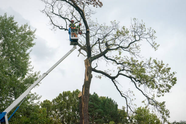 Trusted North Seekonk, MA Tree Care Services Experts